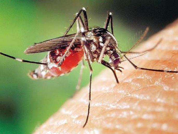 east vidarbha registers highest dengue cases in last four years | पूर्व विदर्भात डेंग्यूचा चार वर्षांतील उच्चांक; ३६२८ रुग्ण, २४ मृत्यूची नोंद east vidarbha registers highest dengue cases in last four years | पूर्व विदर्भात डेंग्यूचा चार वर्षांतील उच्चांक; ३६२८ रुग्ण, २४ मृत्यूची नोंद