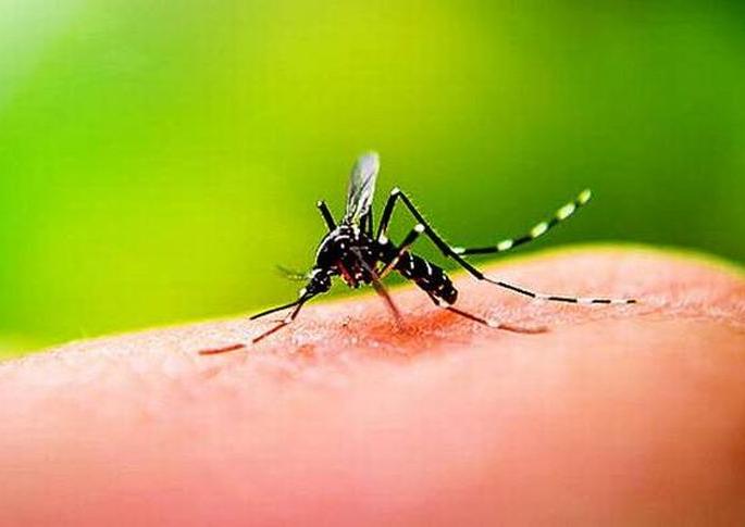 Six dengue patients a month | महिनाभरात डेंग्यूचे सहा रुग्ण Six dengue patients a month | महिनाभरात डेंग्यूचे सहा रुग्ण