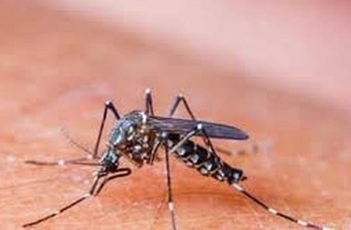 Danger of dengue along with corona! | कोरोनासोबतच डेंग्यूचाही धोका! Danger of dengue along with corona! | कोरोनासोबतच डेंग्यूचाही धोका!