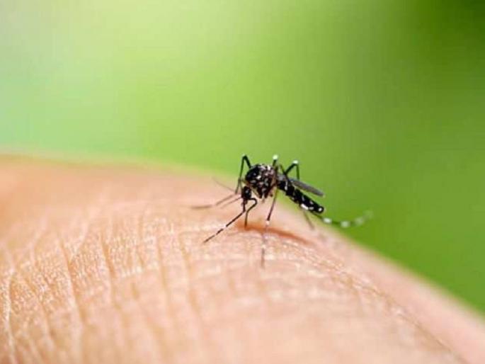 Dengue test now with corona in Aurangabad | कोरोनासोबत आता डेंग्यूचाही धोका; खबरदारी म्हणून दोन्ही टेस्ट होणार Dengue test now with corona in Aurangabad | कोरोनासोबत आता डेंग्यूचाही धोका; खबरदारी म्हणून दोन्ही टेस्ट होणार