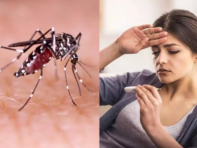 Dengue virus stronger than first; Scientists say, we need a vaccine without delay | डेंग्यूचा विषाणू पहिल्यापेक्षा अधिक शक्तिशाली; शास्त्रज्ञ म्हणतात, विनाविलंब लस हवी Dengue virus stronger than first; Scientists say, we need a vaccine without delay | डेंग्यूचा विषाणू पहिल्यापेक्षा अधिक शक्तिशाली; शास्त्रज्ञ म्हणतात, विनाविलंब लस हवी