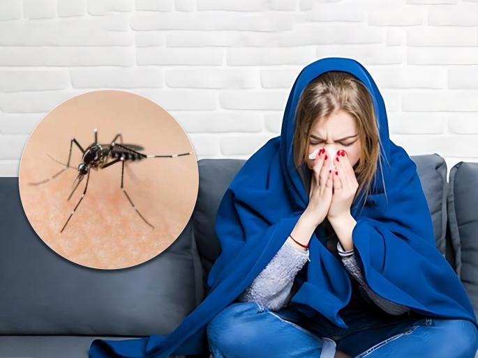 Pune citizens use mosquito nets Put nets on the windows dengue fever is on the rise | पुणेकरांनो मच्छरदाणी वापरा; खिडक्यांना जाळ्या बसवा, डेंग्यूचा ‘ताप’ वाढतोय Pune citizens use mosquito nets Put nets on the windows dengue fever is on the rise | पुणेकरांनो मच्छरदाणी वापरा; खिडक्यांना जाळ्या बसवा, डेंग्यूचा ‘ताप’ वाढतोय