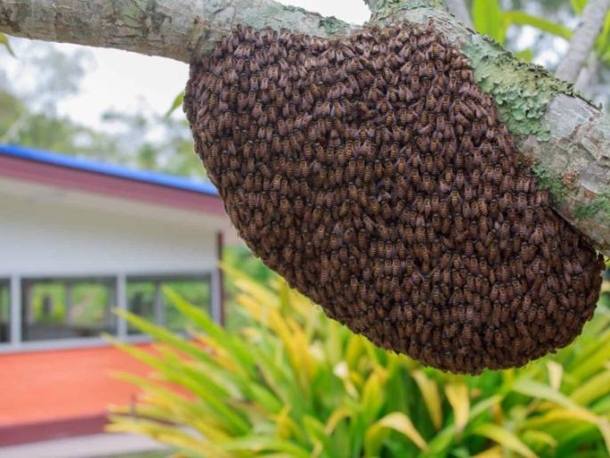 A horse dies in a bee attack in Versailles | वरसाेलीत मधमाश्यांच्या हल्ल्यात घाेड्याचा मृत्यू A horse dies in a bee attack in Versailles | वरसाेलीत मधमाश्यांच्या हल्ल्यात घाेड्याचा मृत्यू