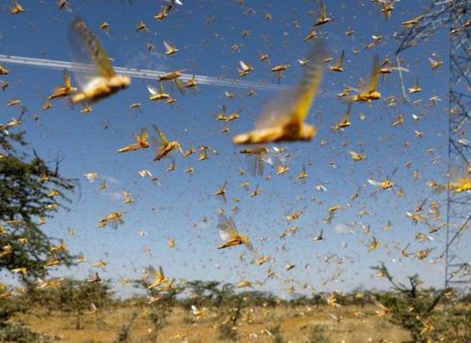 Bird rearing is a great option for locust eradication | टोळ निर्मूलनासाठी पक्षी संवर्धन हा उत्तम पर्याय Bird rearing is a great option for locust eradication | टोळ निर्मूलनासाठी पक्षी संवर्धन हा उत्तम पर्याय