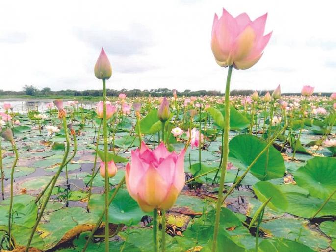 Thieves also keep an eye on the lotuses in Siddheshwar Lake; The merchant secretly broke the order as soon as he placed the order! | सिद्धेश्वर तलावातील कमळांवरही चोरट्यांचा डोळा; व्यापाऱ्याने ऑर्डर देताच गुपचूप तोडून केली गोळा ! Thieves also keep an eye on the lotuses in Siddheshwar Lake; The merchant secretly broke the order as soon as he placed the order! | सिद्धेश्वर तलावातील कमळांवरही चोरट्यांचा डोळा; व्यापाऱ्याने ऑर्डर देताच गुपचूप तोडून केली गोळा !