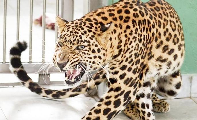 Demand for helicopters from the government to catch leopards; Ranjit Singh Naik-Nimbalkar | बिबट्याला पकडण्यासाठी सरकारकडे हेलिकॉफ्टरची मागणी; रणजितसिंह नाईक-निंबाळकर Demand for helicopters from the government to catch leopards; Ranjit Singh Naik-Nimbalkar | बिबट्याला पकडण्यासाठी सरकारकडे हेलिकॉफ्टरची मागणी; रणजितसिंह नाईक-निंबाळकर