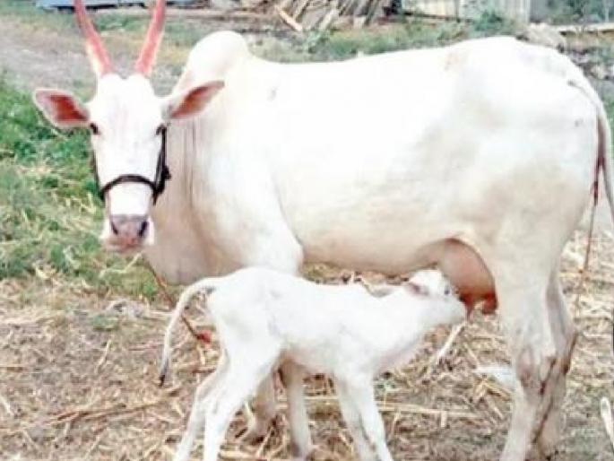 rajyamata for all desi cows, only Goshalas will get subsidy; Cattle breeders will be deprived | राज्यमाता दर्जा सर्व देशी गायींना, अनुदान मिळणार गोशाळांनाच; पशुपालक राहणार वंचित rajyamata for all desi cows, only Goshalas will get subsidy; Cattle breeders will be deprived | राज्यमाता दर्जा सर्व देशी गायींना, अनुदान मिळणार गोशाळांनाच; पशुपालक राहणार वंचित