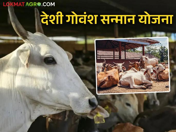 'Govansh Samman Yojana' for cowsheds and cattle farmers who take care of indigenous cattle | देशी गोवंशांचा सांभाळ करणाऱ्या गोशाळा व पशुपालक यांच्यासाठी 'गोवंश सन्मान योजना' 'Govansh Samman Yojana' for cowsheds and cattle farmers who take care of indigenous cattle | देशी गोवंशांचा सांभाळ करणाऱ्या गोशाळा व पशुपालक यांच्यासाठी 'गोवंश सन्मान योजना'