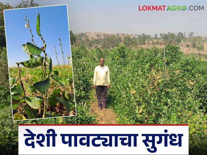 Indigenous dolichos bean farming flourished on the barren land; farmer mansingrao got a guaranteed income | खडकाळ माळरानावर बहरली देशी पावट्याची शेती; मानसिंगरावांना मिळाली हमखास उत्पन्नाची हमी