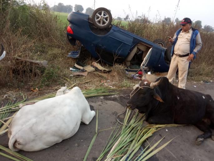 Liberation of slaughtered animals | कत्तलीसाठी जाणारे जनावरांची मुक्तता Liberation of slaughtered animals | कत्तलीसाठी जाणारे जनावरांची मुक्तता