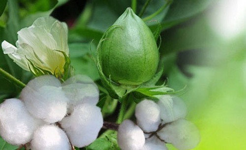 Farmers' trend toward Desi BT cotton | शेतकऱ्यांचा देशी कपाशीकडे कल Farmers' trend toward Desi BT cotton | शेतकऱ्यांचा देशी कपाशीकडे कल