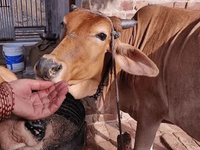 The desi cow is now the 'state mother-cow'; Cabinet Decision: Order issued immediately | देशी गाय आता ‘राज्यमाता-गोमाता’; मंत्रिमंडळाचा निर्णय : लगेच आदेशही जारी The desi cow is now the 'state mother-cow'; Cabinet Decision: Order issued immediately | देशी गाय आता ‘राज्यमाता-गोमाता’; मंत्रिमंडळाचा निर्णय : लगेच आदेशही जारी