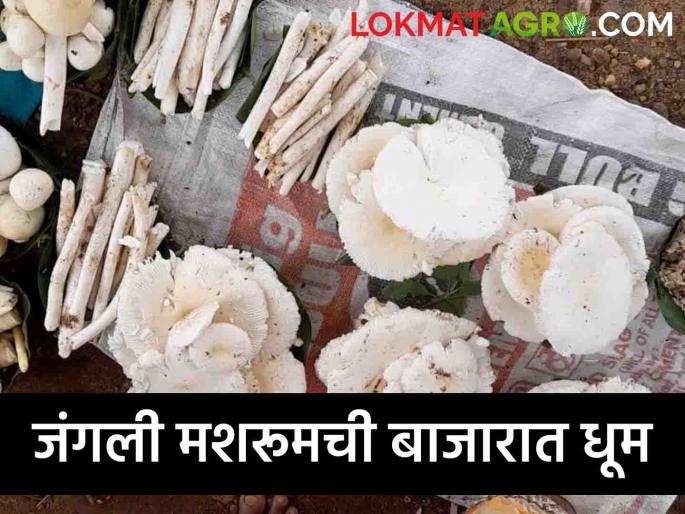 Desi Mushroom: Wild mushroom hits the market; Citizens are ready to pay as much as they ask for tasty tekodes | Desi Mushroom : जंगली मशरूमची बाजारात धूम; चविष्ट टेकोड्यांसाठी मागेल तेवढे पैसे देण्याची नागरिकांची तयारी Desi Mushroom: Wild mushroom hits the market; Citizens are ready to pay as much as they ask for tasty tekodes | Desi Mushroom : जंगली मशरूमची बाजारात धूम; चविष्ट टेकोड्यांसाठी मागेल तेवढे पैसे देण्याची नागरिकांची तयारी
