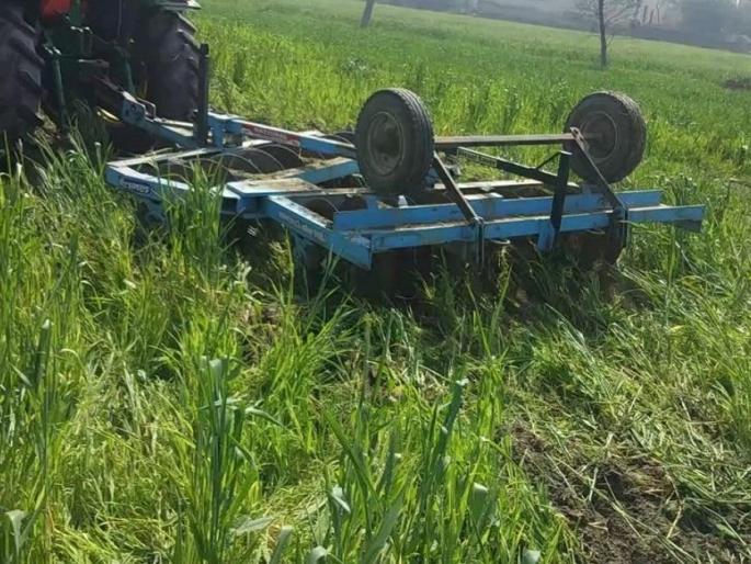 farmers destroy crops as protest against farm laws in punjab haryana | राकेश टिकैत यांचे आवाहन; पंजाब-हरियाणातील शेतकऱ्यांनी पीकावरून फिरवला ट्रॅक्टर farmers destroy crops as protest against farm laws in punjab haryana | राकेश टिकैत यांचे आवाहन; पंजाब-हरियाणातील शेतकऱ्यांनी पीकावरून फिरवला ट्रॅक्टर