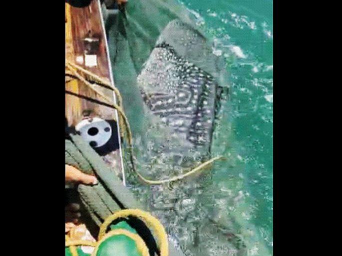 Devmasa got caught in the net, the boat owner cut the net and gave his life | अबब..! देवमासा अडकला जाळ्यात, बोटमालकाने जाळे कापून नुकसान सहन करीत दिले जीवदान