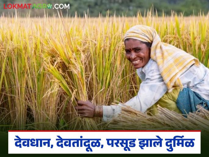 Latest News Nature's grain known as Parsud, Devdhan, Devtandul has become rare | दुष्काळात याचं धान्यांन पोट भरलं, आज परसूड, देवतांदूळ हे निसर्गनिर्मित धान्य दिसेनासं झालंय!
