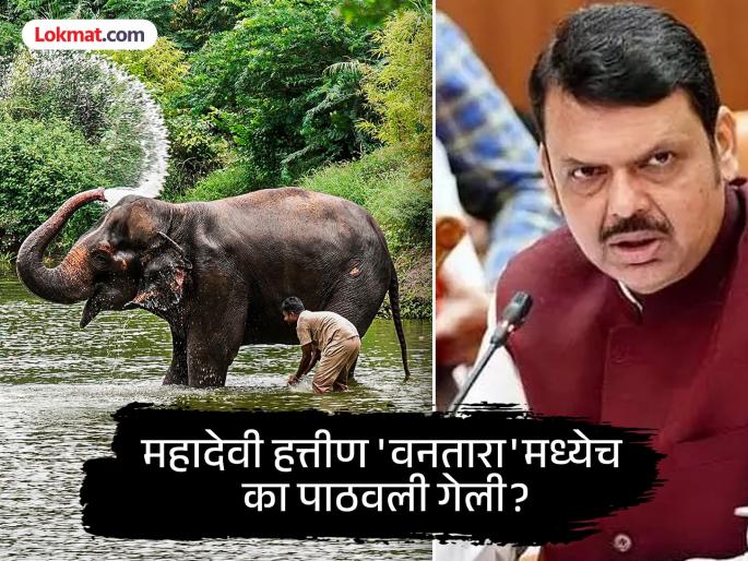 Will Mahadevi bring back the elephant from the forest? Chief Minister called a meeting on August 5, Fadnavis told the next plan | महादेवी हत्तीण वनतारामधून परत आणणार?  मुख्यमंत्र्यांनी ५ ऑगस्टला बोलावली बैठक, फडणवीसांनी सांगितला पुढचा प्लॅन Will Mahadevi bring back the elephant from the forest? Chief Minister called a meeting on August 5, Fadnavis told the next plan | महादेवी हत्तीण वनतारामधून परत आणणार?  मुख्यमंत्र्यांनी ५ ऑगस्टला बोलावली बैठक, फडणवीसांनी सांगितला पुढचा प्लॅन