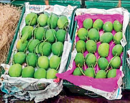 Devgad arrives at Hapus's market, Pune's first arrivals in the season: Rs 5000 in the cart | देवगड हापूसचे बाजारात आगमन, पुण्यात हंगामातील पहिली आवक : पेटीला पाच हजार रुपये दर  Devgad arrives at Hapus's market, Pune's first arrivals in the season: Rs 5000 in the cart | देवगड हापूसचे बाजारात आगमन, पुण्यात हंगामातील पहिली आवक : पेटीला पाच हजार रुपये दर