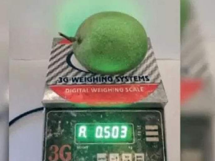Almost half a kg of hapus mango was found in Baparde village of Sindhudurga | सिंधुदुर्गातील बापर्डे गावात आढळला चक्क अर्ध्या किलोचा हापूस आंबा