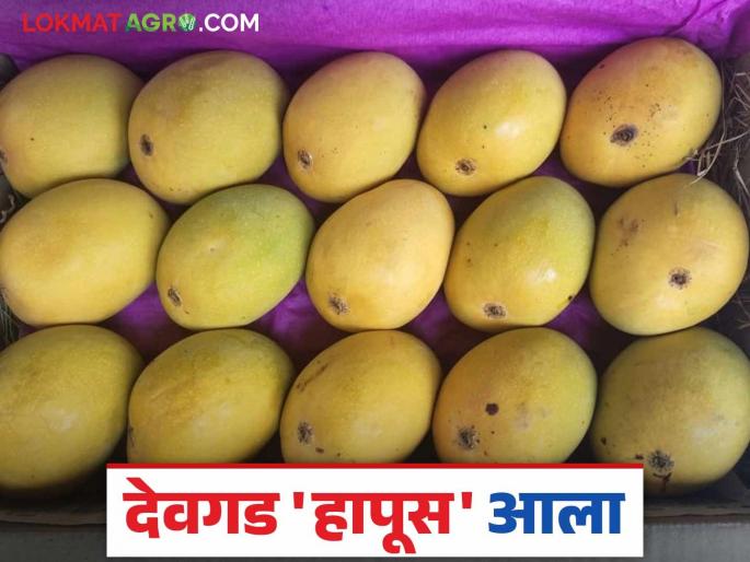 Hapus Mango Bajar Bhav: 100 boxes of Devgad Hapus arrived in Vashi market; How did you get the price per box? | Hapus Mango Bajar Bhav : वाशी मार्केटमध्ये देवगड हापूसच्या १०० पेट्या दाखल; पेटीला कसा मिळाला दर? Hapus Mango Bajar Bhav: 100 boxes of Devgad Hapus arrived in Vashi market; How did you get the price per box? | Hapus Mango Bajar Bhav : वाशी मार्केटमध्ये देवगड हापूसच्या १०० पेट्या दाखल; पेटीला कसा मिळाला दर?
