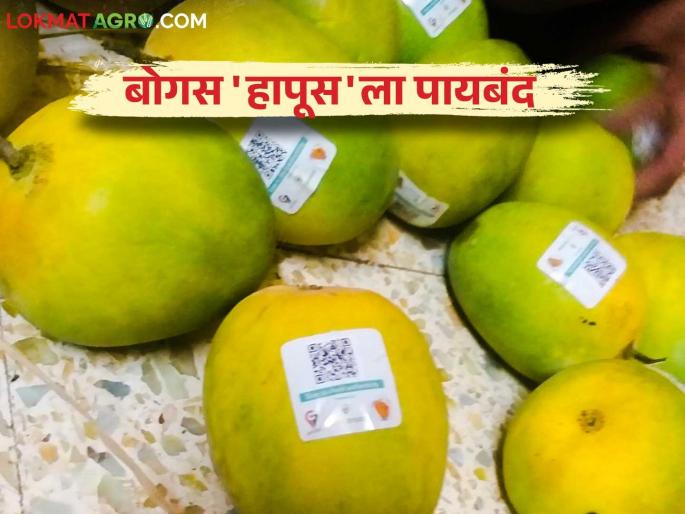 Devgad Hapus : Unique code sticker to stop sale of bogus Devgad Hapus mangoes | Devgad Hapus : बोगस देवगड हापूस आंबा विक्रीला पायबंद घालण्यासाठी युनिक कोड स्टीकर Devgad Hapus : Unique code sticker to stop sale of bogus Devgad Hapus mangoes | Devgad Hapus : बोगस देवगड हापूस आंबा विक्रीला पायबंद घालण्यासाठी युनिक कोड स्टीकर