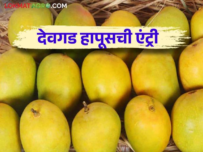 Devgad Hapus: The first box of Devgad Hapus left for Sangli market How was the price for a box of dozen? | Devgad Hapus : देवगड हापूसची पहिली पेटी सांगली मार्केटला रवाना डझनाच्या पेटीला कसा मिळाला दर