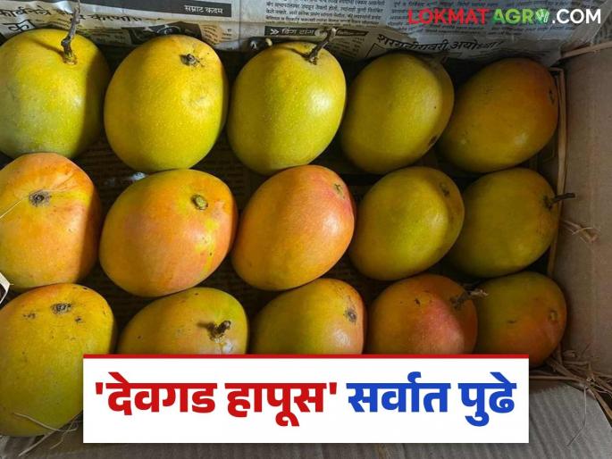 Hapus Bajar Bhav: Devgad Hapus initially 700 boxes arrives in Vashi market; How are you getting the price? | Hapus Bajar Bhav : वाशी बाजारात देवगड हापूसची सरसी, ७०० पेट्यांची आवक; कसा मिळतोय दर? Hapus Bajar Bhav: Devgad Hapus initially 700 boxes arrives in Vashi market; How are you getting the price? | Hapus Bajar Bhav : वाशी बाजारात देवगड हापूसची सरसी, ७०० पेट्यांची आवक; कसा मिळतोय दर?