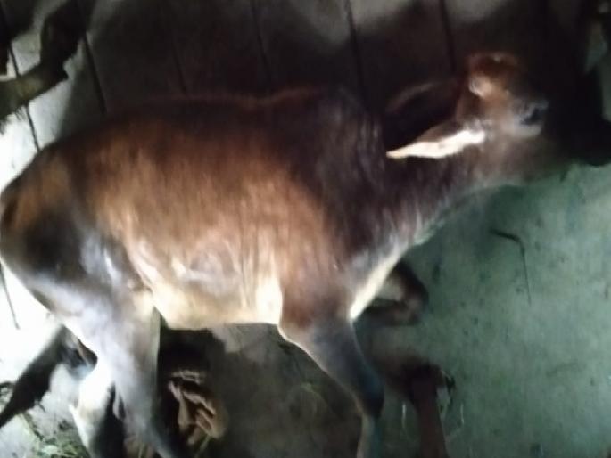 Lumpy fever in Devgad taluka, 55 cattle infected, one bull died in Munge Sindhudurg district | Sindhudurg: देवगड तालुक्यात लम्पीचे थैमान, ५५ गुरांना लागण, मुणगेत एका बैलाचा मृत्यू Lumpy fever in Devgad taluka, 55 cattle infected, one bull died in Munge Sindhudurg district | Sindhudurg: देवगड तालुक्यात लम्पीचे थैमान, ५५ गुरांना लागण, मुणगेत एका बैलाचा मृत्यू