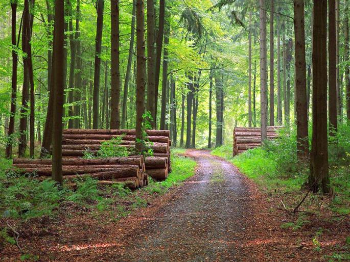 Devarai will be pleased with the nature of Nashikar | ‘देवराई’ने नाशिककरांवर होईल निसर्ग प्रसन्न