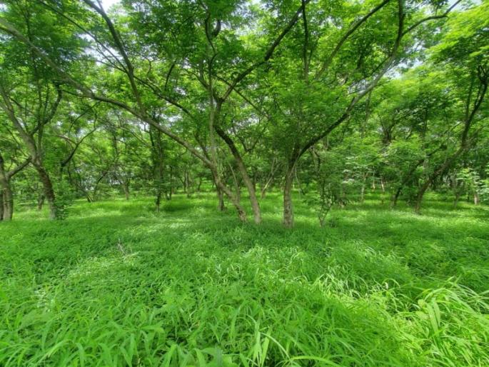 Human skulls and rotten torsos found on a tree at the foot of a hanging mountain! | फाशीच्या डोंगराच्या पायथ्याशी झाडावर आढळले मानवी मुंडके अन कुजलेले धड! Human skulls and rotten torsos found on a tree at the foot of a hanging mountain! | फाशीच्या डोंगराच्या पायथ्याशी झाडावर आढळले मानवी मुंडके अन कुजलेले धड!