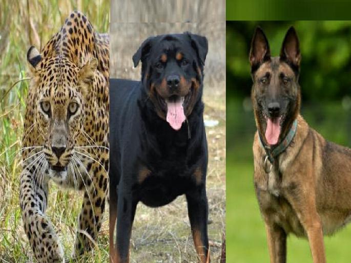Leopard attacks youth in Devrashtra Sangli Rottweiler, Belgian Shepherd chase away leopard | Sangli: देवराष्ट्रे येथे युवकावर बिबट्याचा हल्ला; रॉट व्हिलर, बेल्जियम शेफर्डने बिबट्याला पळविले Leopard attacks youth in Devrashtra Sangli Rottweiler, Belgian Shepherd chase away leopard | Sangli: देवराष्ट्रे येथे युवकावर बिबट्याचा हल्ला; रॉट व्हिलर, बेल्जियम शेफर्डने बिबट्याला पळविले