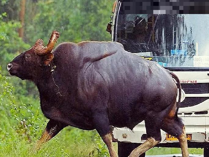 2 students injured in the attack given by the gaur to the ST; An incident near Devrukh | Sindhudurg: गव्याची एसटीला धडक, २ विद्यार्थिनी जखमी; देवरुखनजीकची घटना 2 students injured in the attack given by the gaur to the ST; An incident near Devrukh | Sindhudurg: गव्याची एसटीला धडक, २ विद्यार्थिनी जखमी; देवरुखनजीकची घटना