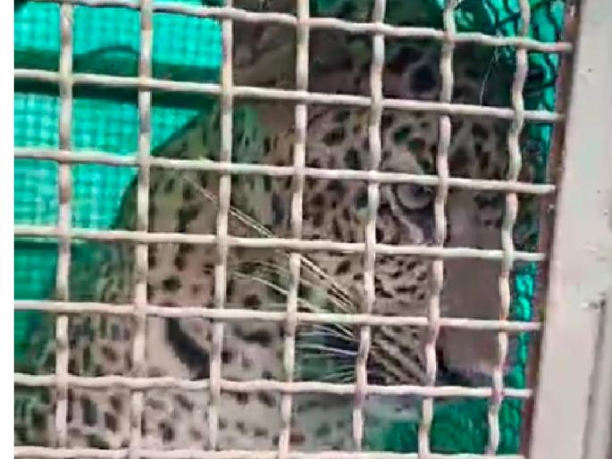 A leopard came and sat behind a house in Sadavli Kasarwadi in Sangameshwar taluka | Ratnagiri: बिबट्या घरामागे बसला, माणसाला पाहूनही नाही उठला!; वनविभागाने घेतले ताब्यात