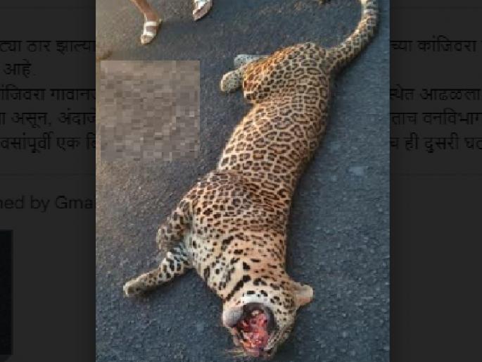Leopard killed in collision with vehicle near Devrukh | देवरुखनजीक वाहनाच्या धडकेत बिबट्या ठार Leopard killed in collision with vehicle near Devrukh | देवरुखनजीक वाहनाच्या धडकेत बिबट्या ठार