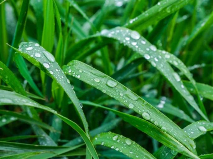 benefits of dews for health | Health tips: छोट्या दवबिंदुंमुळे वजन होतं कमी, या दिवसांत सकाळी बाहेर गेल्यावर करा 'असा' उपयोग