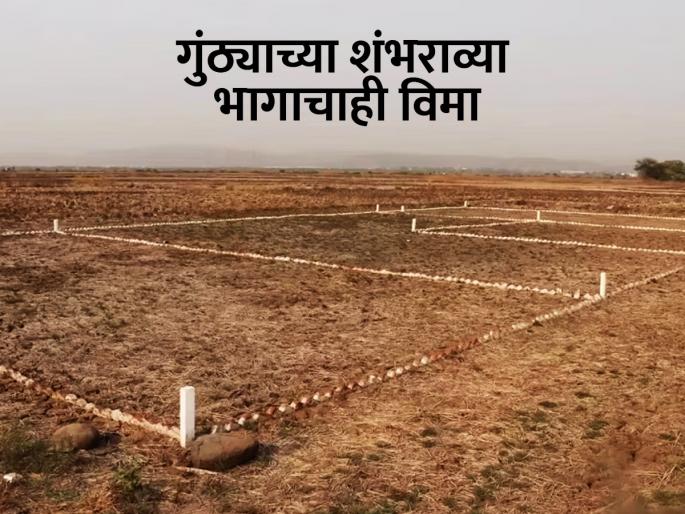 Insurance of one hundredth part of Guntha; how to compensate the farmers? | गुंठ्याच्या शंभराव्या भागाचाही विमा;शेतकऱ्यांना नुकसानभरपाई कशी देणार? Insurance of one hundredth part of Guntha; how to compensate the farmers? | गुंठ्याच्या शंभराव्या भागाचाही विमा;शेतकऱ्यांना नुकसानभरपाई कशी देणार?