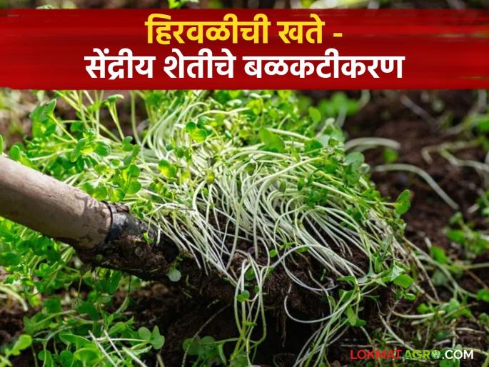 Green Manure Green manure boon for organic farming and soil | Green Manure : हिरवळीचे खत - सेंद्रीय शेतीसाठी अन् मातीसाठी वरदान! Green Manure Green manure boon for organic farming and soil | Green Manure : हिरवळीचे खत - सेंद्रीय शेतीसाठी अन् मातीसाठी वरदान!