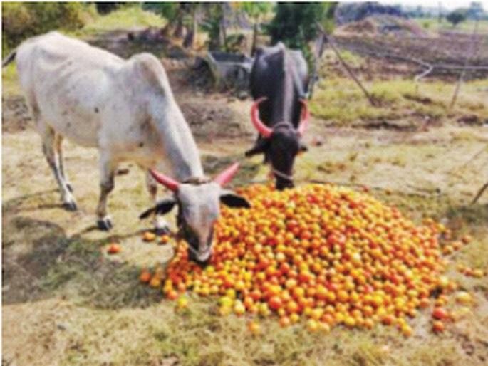 Two hundred tomatoes came at two rupees; Salary has also become difficult | दोनशेचा टोमॅटो आला दोन रुपयांवर; मजुरी सुटणेही झाले अवघड