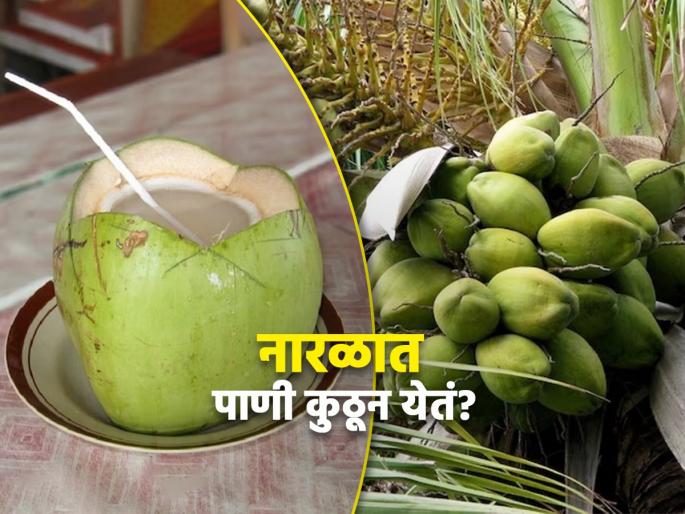 From where water comes in coconut, know the interesting facts | नारळात पाणी कुठून येतं? प्यायले तर खूपदा असाल पण, याचं उत्तर माहीत नसेल! From where water comes in coconut, know the interesting facts | नारळात पाणी कुठून येतं? प्यायले तर खूपदा असाल पण, याचं उत्तर माहीत नसेल!