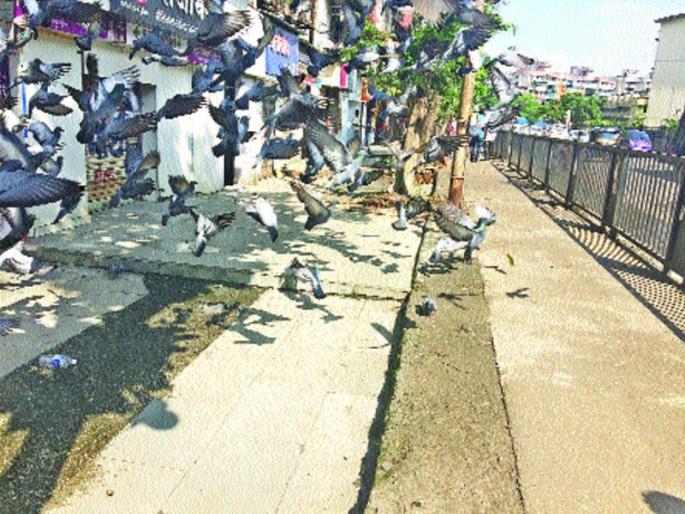 Invitation to the accident due to y of two bogeys | कबुतरप्रेमामुळे अपघाताला आमंत्रण, दुचाकींस्वारांची सुरक्षा धोक्यात Invitation to the accident due to y of two bogeys | कबुतरप्रेमामुळे अपघाताला आमंत्रण, दुचाकींस्वारांची सुरक्षा धोक्यात