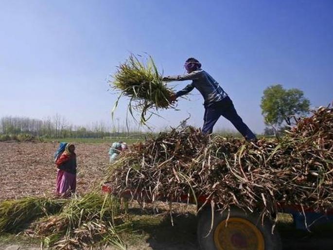 No guarantees, declare minimum purchase rates, enforce the law | हमीभाव नको, किमान खरेदी दर जाहीर करा, कायद्याचे बळ द्या No guarantees, declare minimum purchase rates, enforce the law | हमीभाव नको, किमान खरेदी दर जाहीर करा, कायद्याचे बळ द्या