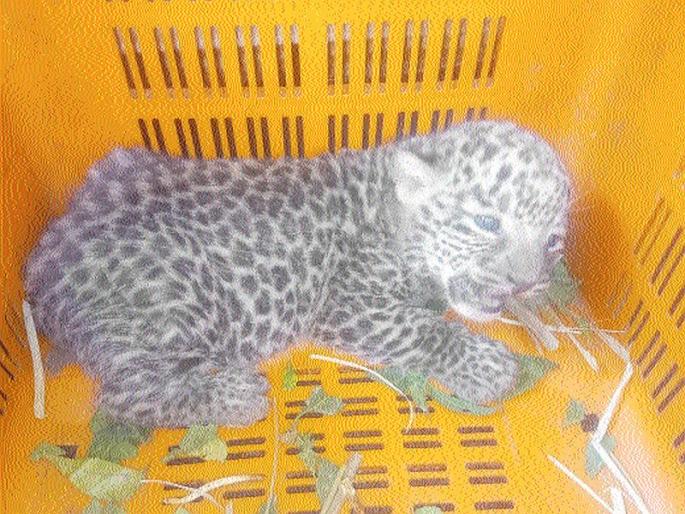 Nashik's female leopard will be raised in Mumbai | नाशिकच्या मादी बछड्याचे मुंबई करणार संगोपन Nashik's female leopard will be raised in Mumbai | नाशिकच्या मादी बछड्याचे मुंबई करणार संगोपन
