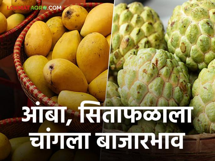 Farmers became rich due to getting good market price for mango and sitafal! | आंबा, सीताफळाला चांगला बाजारभाव मिळाल्याने शेतकरी झाले मालामाल ! Farmers became rich due to getting good market price for mango and sitafal! | आंबा, सीताफळाला चांगला बाजारभाव मिळाल्याने शेतकरी झाले मालामाल !