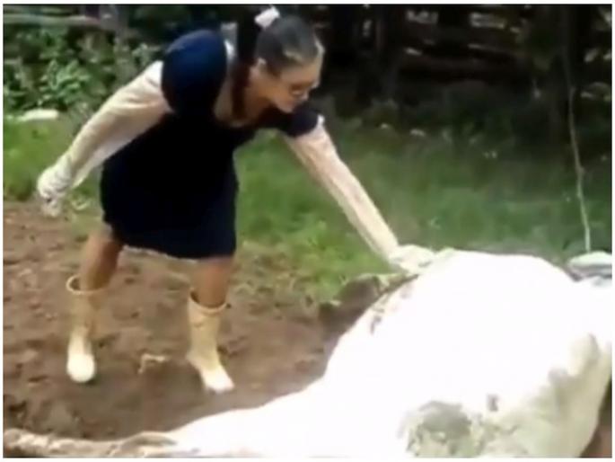 Cow kicked women : Cow kicked women video goes viral | Cow kicked women: बापरे! गाईला गोंजारायला गेली अन् २ सेंकदांच्या आत भलतंच घडलं; पाहा व्हायरल व्हिडीओ Cow kicked women : Cow kicked women video goes viral | Cow kicked women: बापरे! गाईला गोंजारायला गेली अन् २ सेंकदांच्या आत भलतंच घडलं; पाहा व्हायरल व्हिडीओ