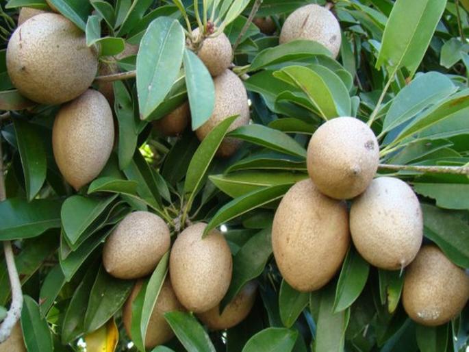 Concerns over outbreaks of fungal diseases on Chikubaga | चिकूबागांवर बुरशीजन्य रोगाच्या प्रादुर्भावामुळे चिंता Concerns over outbreaks of fungal diseases on Chikubaga | चिकूबागांवर बुरशीजन्य रोगाच्या प्रादुर्भावामुळे चिंता