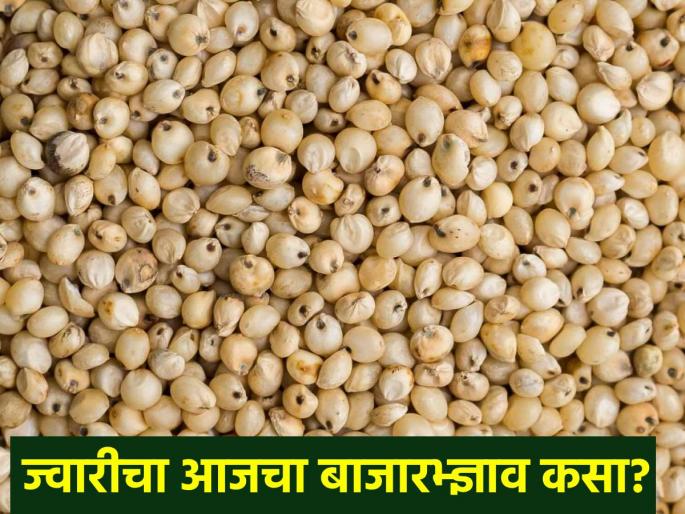 Which variety of sorghum is getting good price in the state? Find out.. | राज्यात कोणत्या जातीच्या ज्वारीला मिळतोय चांगला भाव? जाणून घ्या.. Which variety of sorghum is getting good price in the state? Find out.. | राज्यात कोणत्या जातीच्या ज्वारीला मिळतोय चांगला भाव? जाणून घ्या..