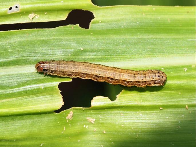 Is your sorghum infested with armyworm? What do you do? | तुमच्या ज्वारीवरही झालाय का लष्करी अळीचा प्रादूर्भाव? काय कराल उपाय? Is your sorghum infested with armyworm? What do you do? | तुमच्या ज्वारीवरही झालाय का लष्करी अळीचा प्रादूर्भाव? काय कराल उपाय?
