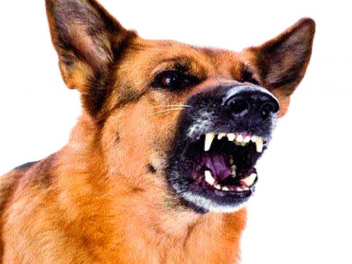 Dogs in Kharudi, Retwadi area, Rabies vaccine | खरपुडी, रेटवडी परिसरात कुत्र्यांचा धुमाकूळ, रेबीजची लसही मिळेना Dogs in Kharudi, Retwadi area, Rabies vaccine | खरपुडी, रेटवडी परिसरात कुत्र्यांचा धुमाकूळ, रेबीजची लसही मिळेना