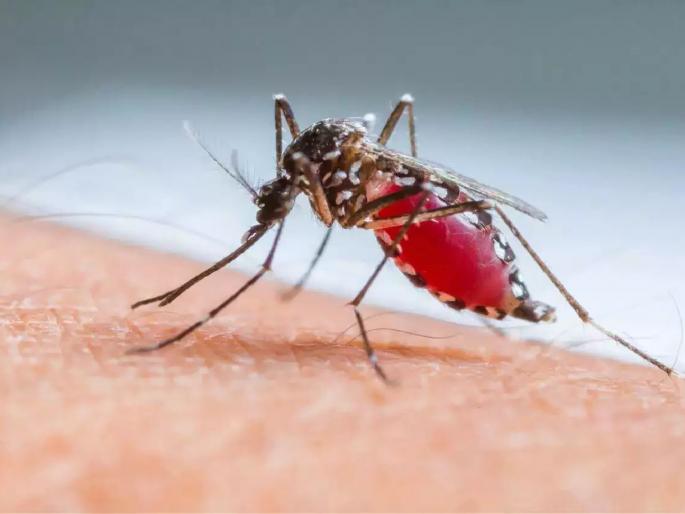 Over 70 dengue patients were found in Gadchiroli district in eight months | सावधाना! डेंग्यू घराजवळच, आठ महिन्यांत जिल्ह्यात ७० वर रुग्ण Over 70 dengue patients were found in Gadchiroli district in eight months | सावधाना! डेंग्यू घराजवळच, आठ महिन्यांत जिल्ह्यात ७० वर रुग्ण