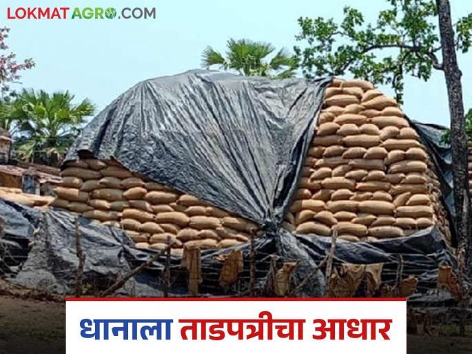 Latest News Dhan Kharedi Paddy worth crores of rupees covered with tarpaulin at procurement centers | Dhan Kharedi : धानाची उघड्यावरच साठवणूक, गोदामांची सोय नव्हती तर खरेदी करायची कशाला?  Latest News Dhan Kharedi Paddy worth crores of rupees covered with tarpaulin at procurement centers | Dhan Kharedi : धानाची उघड्यावरच साठवणूक, गोदामांची सोय नव्हती तर खरेदी करायची कशाला?